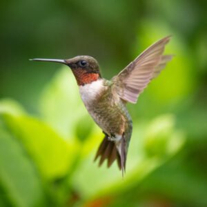 Humming Bird